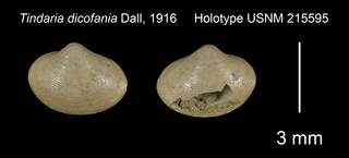 To NMNH Extant Collection (Tindaria dicofania Holotype USNM 215595)