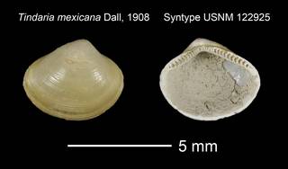 To NMNH Extant Collection (Tindaria mexicana Syntype USNM 122925)