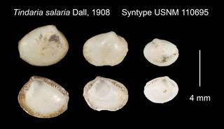 To NMNH Extant Collection (Tindaria salaria Syntype USNM 110695)