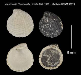 To NMNH Extant Collection (Venericardia Cyclocardia armilla Syntype USNM 93370)