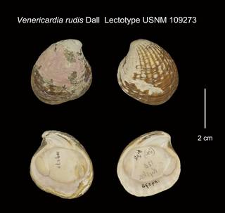 To NMNH Extant Collection (Venericardia rudis Lectotype USNM 109273)
