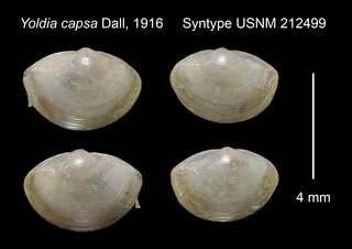 To NMNH Extant Collection (Yoldia capsa Syntype USNM 212499)