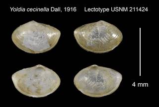 To NMNH Extant Collection (Yoldia cecinella Lectotype USNM 211424)