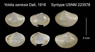 To NMNH Extant Collection (Yoldia sanesia Syntype USNM 223578)