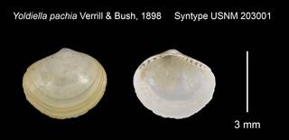 To NMNH Extant Collection (Yoldiella pachia Syntype USNM 203001)
