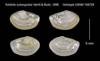 To NMNH Extant Collection (Yoldiella subangulata Holotype USNM 159728)