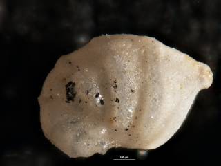 To NMNH Paleobiology Collection (Robulus mexicanus alticostatus CC 14183 para 5 of 5a)