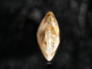To NMNH Paleobiology Collection (Robulus midwayensis virginianus CC57601 b)