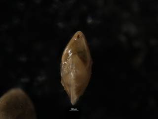 To NMNH Paleobiology Collection (Robulus navarroensis CC 28440 14 of 14 b)