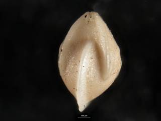 To NMNH Paleobiology Collection (Robulus paucicameratus USNM 549056 b)
