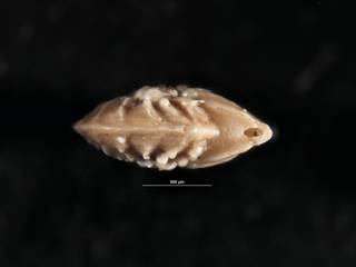 To NMNH Paleobiology Collection (Robulus piluliferus CC 54267 holo b)