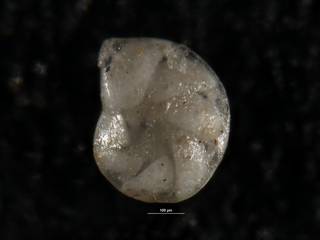 To NMNH Paleobiology Collection (Robulus plicatus USNM 549131 holo a)