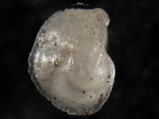 To NMNH Paleobiology Collection (Robulus ponderosus 549082 a)