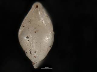 To NMNH Paleobiology Collection (Robulus ponderosus USNM 549082 b)