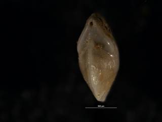 To NMNH Paleobiology Collection (Robulus pondi CC 15152 holo b)