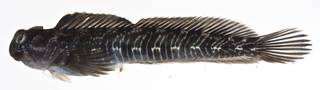 To NMNH Extant Collection (Alticus simplicirrus USNM 405631 photograph lateral view)
