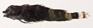 To NMNH Extant Collection (Enneapterygius rhabdotus USNM 405633 photograph lateral view)