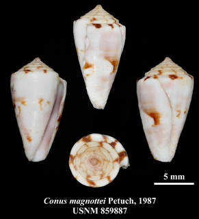 To NMNH Extant Collection (IZ MOL USNM 859887 Conus magnottei Petuch, 1987 plate)