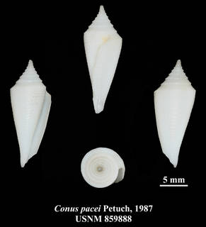 To NMNH Extant Collection (IZ MOL USNM 859888 Conus pacei Petuch, 1987 plate)
