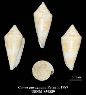 To NMNH Extant Collection (IZ MOL USNM 859889 Conus paraguana Petuch, 1987 plate)