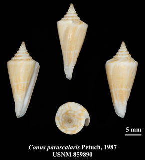 To NMNH Extant Collection (IZ MOL USNM 859890 Conus parascalaris Petuch, 1987 plate)