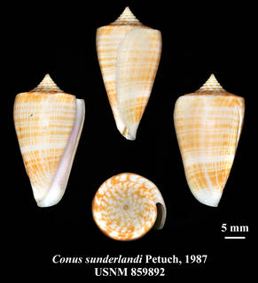 To NMNH Extant Collection (IZ MOL USNM 859892 Conus sunderlandi Petuch, 1987 plate)