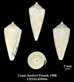 To NMNH Extant Collection (IZ MOL USNM 859946 Conus honkeri Petuch, 1988 plate)