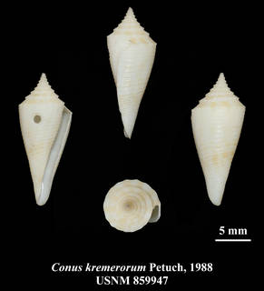 To NMNH Extant Collection (IZ MOL USNM 859947 Conus kremerorum Petuch, 1988 plate)