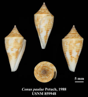 To NMNH Extant Collection (IZ MOL USNM 859948 Conus paulae Petuch, 1988 plate)