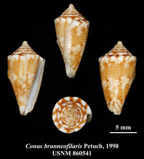 To NMNH Extant Collection (IZMOL USNM860541 Conus brunneofilaris Petuch, 1990 plate)