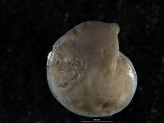 To NMNH Paleobiology Collection (Robulus rancocasensis USNM 626443 holo a)