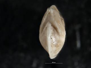 To NMNH Paleobiology Collection (Robulus rancocasensis USNM 626443 holo b)