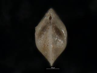 To NMNH Paleobiology Collection (Robulus requietus USNM 549023 holo b)