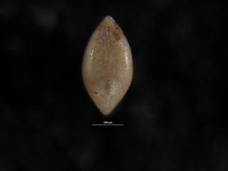 To NMNH Paleobiology Collection (Robulus serenus USNM 549092 holo b)