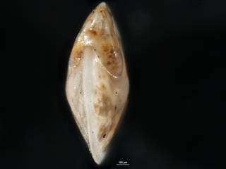 To NMNH Paleobiology Collection (Robulus stephensoni CC 15151 holo b)