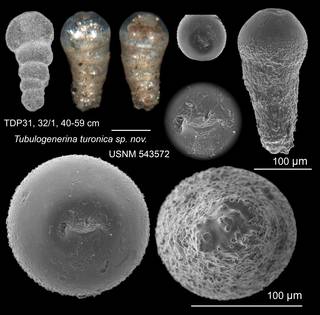 To NMNH Paleobiology Collection (Tubulogenerina turonica para USNM 543572)