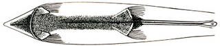 To NMNH Extant Collection (Argentina georgei P01186 illustration)