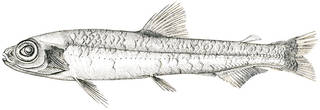 To NMNH Extant Collection (Bathylagus ochoeensis P01457 illustration)