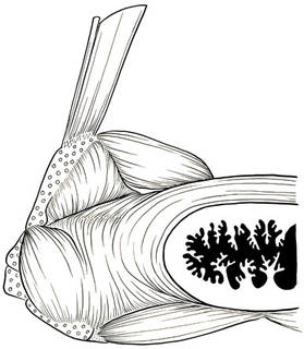 To NMNH Extant Collection (Hypomesus pretiosus P16415 illustration)