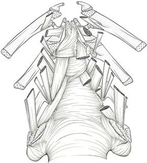 To NMNH Extant Collection (Hypomesus pretiosus P16416 illustration)