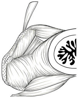 To NMNH Extant Collection (Retropinna osmeroides P16430 illustration)