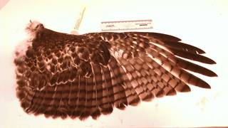 To NMNH Extant Collection (USNM 636916 Buteo jamaicensis)