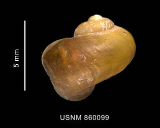 To NMNH Extant Collection (Laevilitorina labioflecta Dell, 1990, holotype, shell, dorsal view)