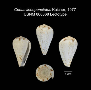 To NMNH Extant Collection (IZ MOL Conus lineopunctatus USNM 806368 Lectotype plate)