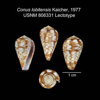 To NMNH Extant Collection (IZ MOL Conus lobitensis USNM 806331 Lectotype plate)