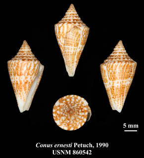 To NMNH Extant Collection (IZ MOL USNM 860542 Conus ernesti Petuch, 1990 plate)