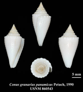 To NMNH Extant Collection (IZ MOL USNM 860543 Conus granarius panamicus Petuch, 1990 plate)