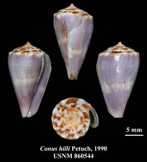 To NMNH Extant Collection (IZ MOL USNM 860544 Conus hilli Petuch, 1990 plate)