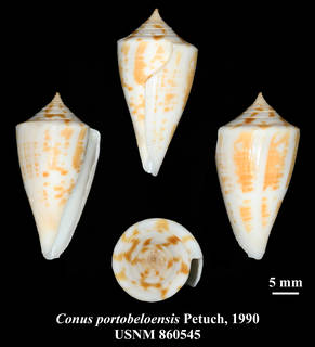 To NMNH Extant Collection (IZ MOL USNM 860545 Conus portobeloensis Petuch, 1990 plate)