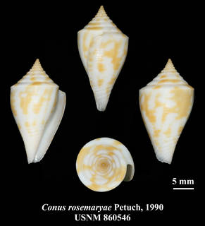 To NMNH Extant Collection (IZ MOL USNM 860546 Conus rosemaryae Petuch, 1990 plate)